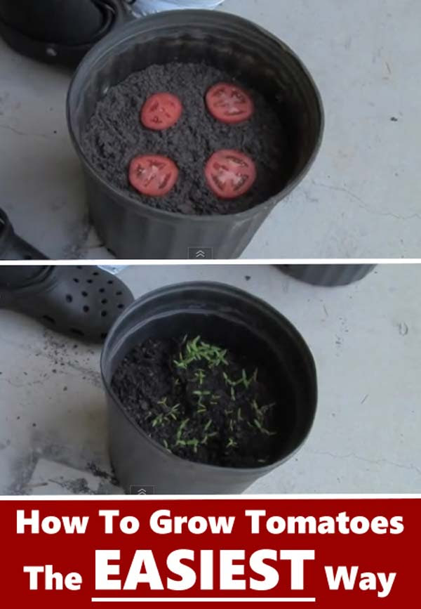 15 Vegetables Magically Regrow From Kitchen Scraps