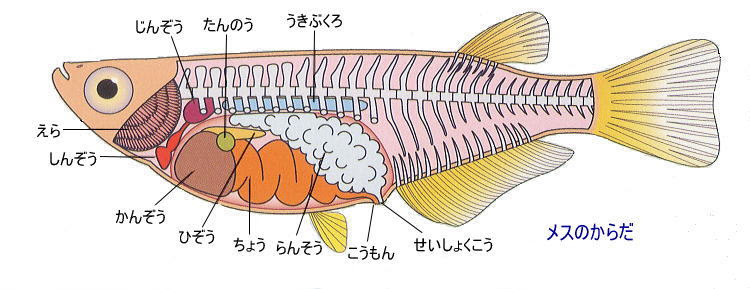メダカの観察
