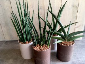 新しい植物入荷しました ここは札幌の美容室です Suecica