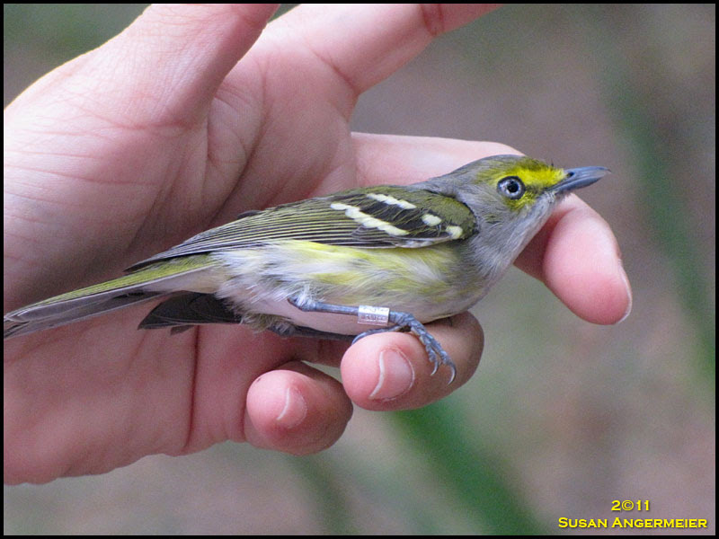White-eyed Vireo
