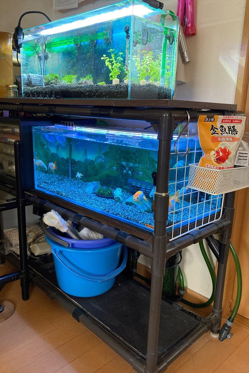 レッドビーシュリンプ水槽2 水槽移動と改善編 アクアリウムのブログ