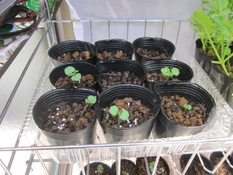 種から育てたシソの新芽をポットに植え替えました 猫と園芸