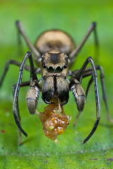 black ant-mimic jumping spider (IMG_2394 copy)