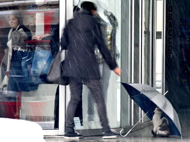 Gato protege-se de nevasca sob guarda-chuva em frente a loja em Skopje, capital da Macedônia, na sexta-feira (28).