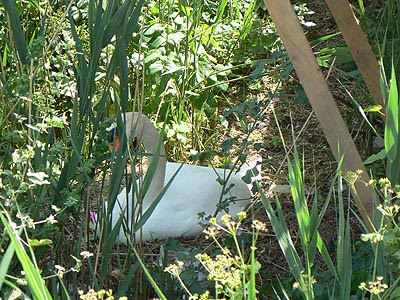 un cygne couve ....jpg
