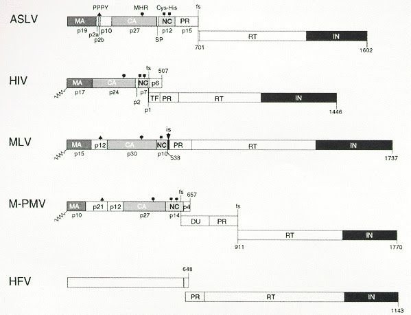 Figure 5. Organization of retroviral Gag, Pro, and Pol proteins.