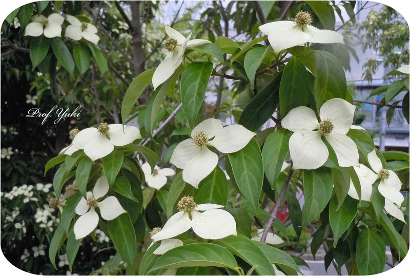 初夏に咲く白い花にはヤマボウシ ユッカ キョウチクトウなどまだまだありました プロフ ユキのブログ