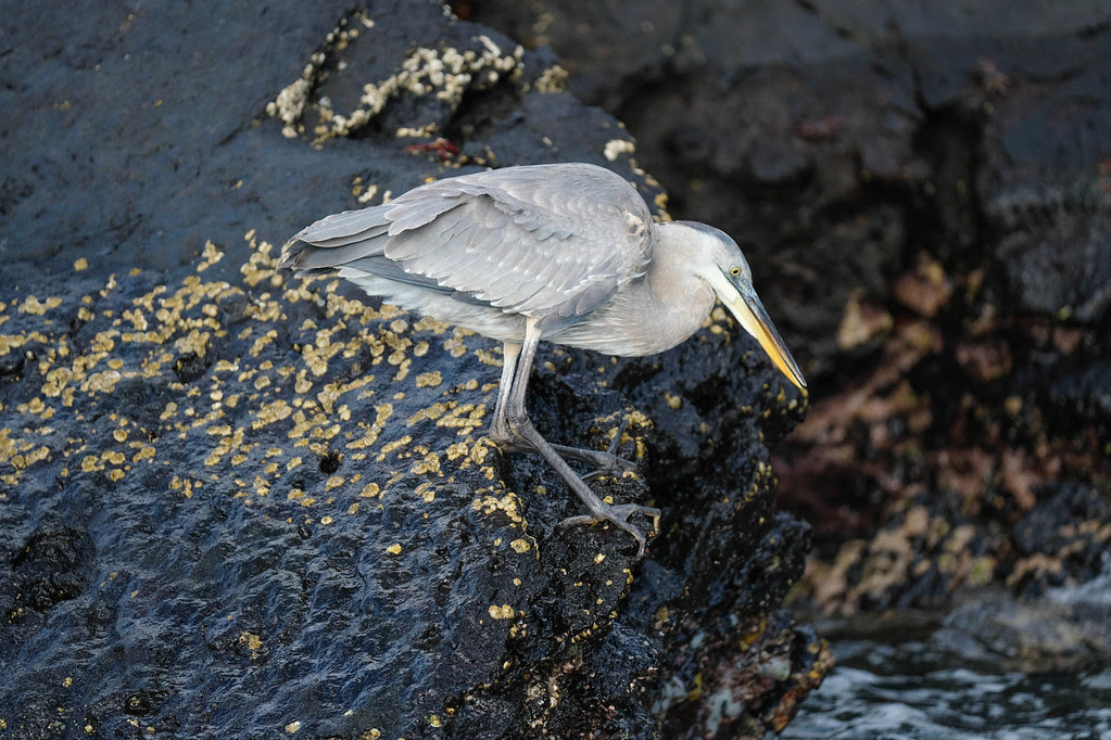 Birds in Tagus Cove 