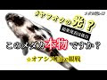 メダカ 本物 156942-メダカ ��物