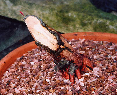 japanese maple bonsai tree. Japanese Maple Bonsai Tree,