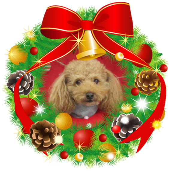 12月25日 メリークリスマス 秋田ペットプラザ絆 です 公式 秋田ペットプラザ 絆