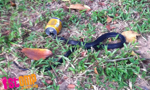 'Goondu' snake gets head stuck in drink can at Marsiling Drive