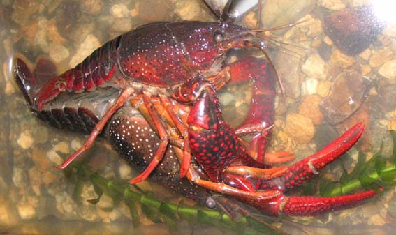 05 10 09 ザリガニの水をかえてあげようとして メス ザリガニを捕まえてビックリ なんとっ お腹に卵を抱えているではないかっ やっと 産まれたか 先月 何回か交尾している姿はみかけた ネットで調べてみると交尾後 約２週間で産卵