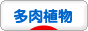 にほんブログ村 花・園芸ブログ 多肉植物へ