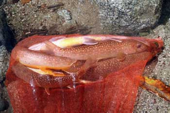 イワナシリーズ 天然イワナ料理講座 あきた森づくり活動サポートセンター