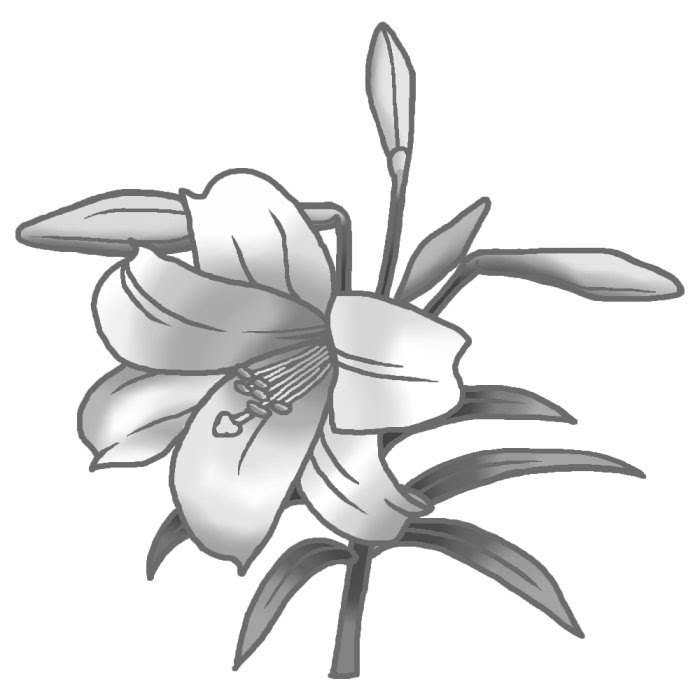 夏の花3 テッポウユリ1 鉄砲百合 モノクロ 花イラスト お花と季節のお礼状