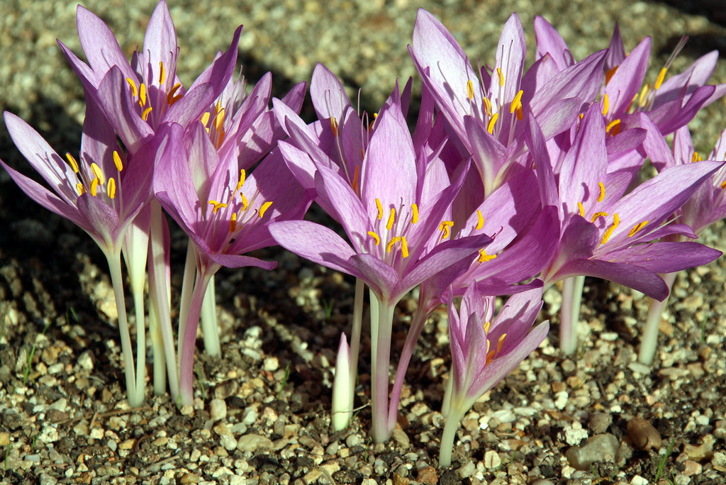 colchicum autumnale