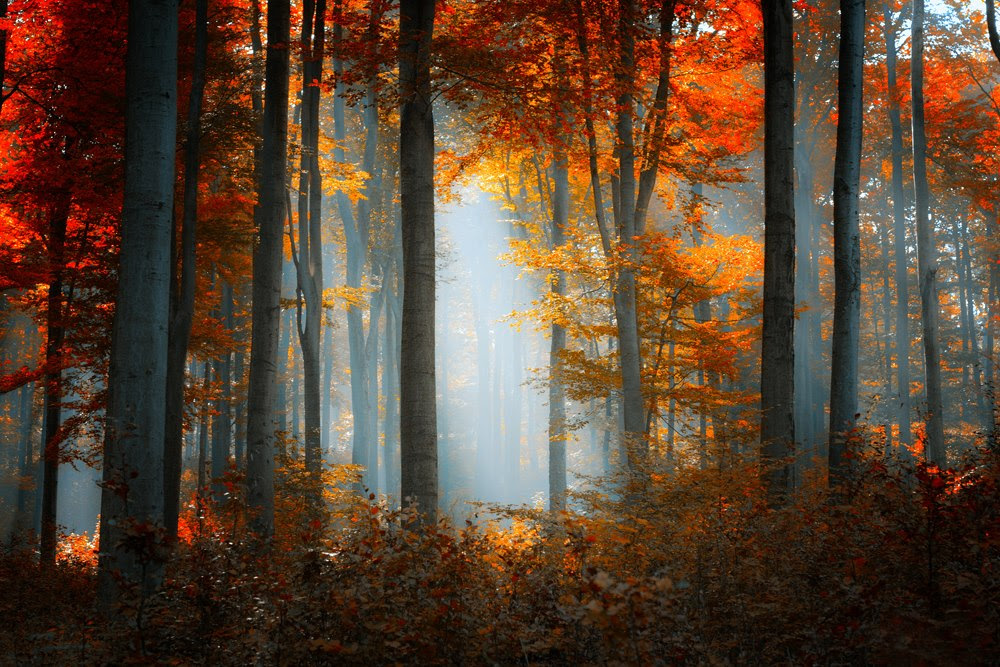 photography gallery, artfreelance 