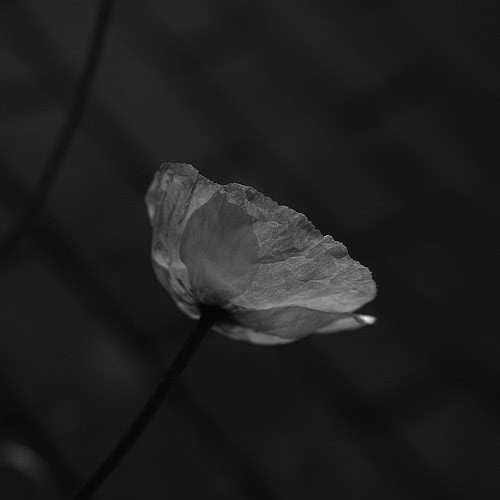 SDIM1085