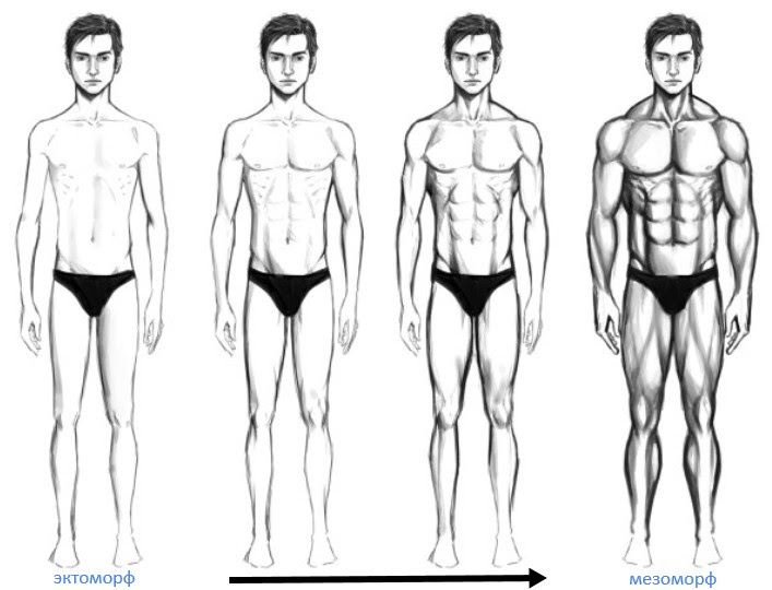 mixed body type