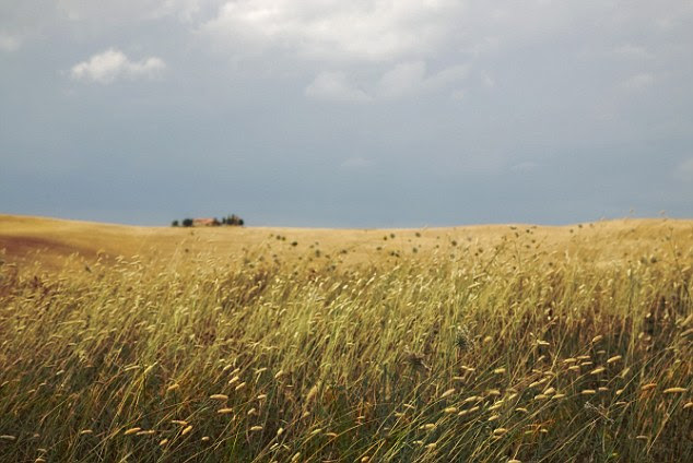 In the study they found that grains and legumes lost significant amounts of iron and zinc at elevated levesl of CO2. The researchers say two to three billion people around the world receive 70% of their dietary zinc and/or iron from crops like these