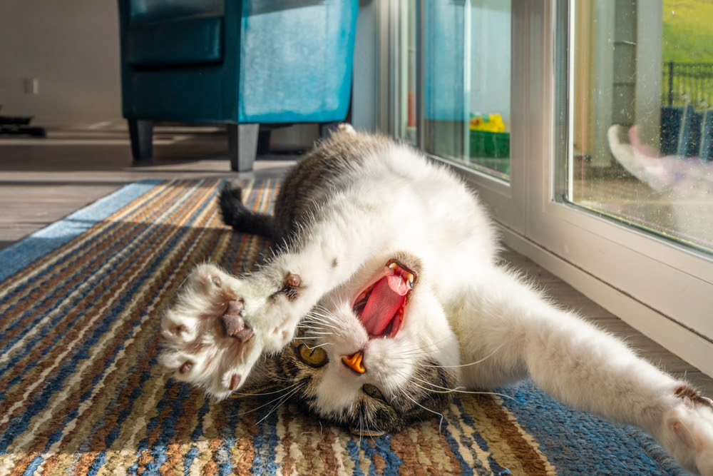 降参の合図じゃない 猫がお腹を見せる本当の理由5つ 触ると怒るのはなぜ Column Levees レビーズ Animal Rights 動物の権利を考えるwebマガジン