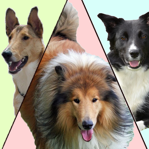 パトラッシュはなんの犬種 世界の名作に登場する犬たち