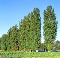 Giant Poplar Tree Blue Giant Poplar Tree Blue