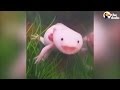 Baby Axolotl For Sale Near Me