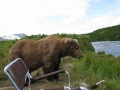 Curious Bear Calmly Sits Down Next To Photographer. Then He Realizes What He’s Up To…