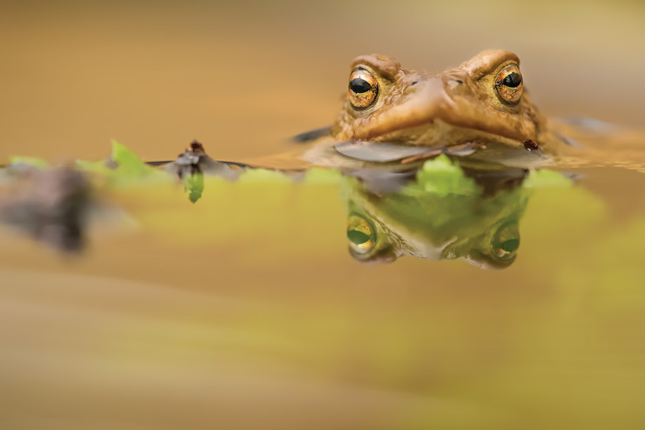 Nature Photography with Nikon D810