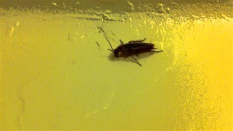 This quiz will cover all sorts of pets! Flying cockroach ! Creepy! - YouTube
