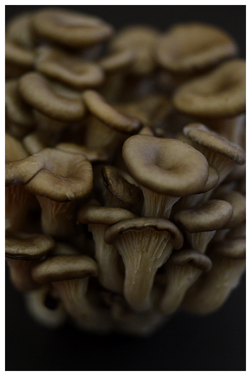 shimeji mushroom© by Haalo