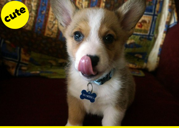Corgi puppy sticking his tongue out.