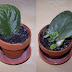 African Violet Leaf Color / Spots on our african violets are often a symptom of a bigger issue.