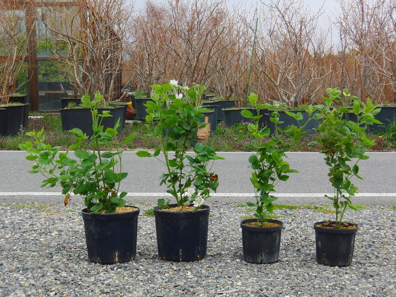 ブラックベリーカイオワ の植替えです ブルーベリー安曇野 農園日記