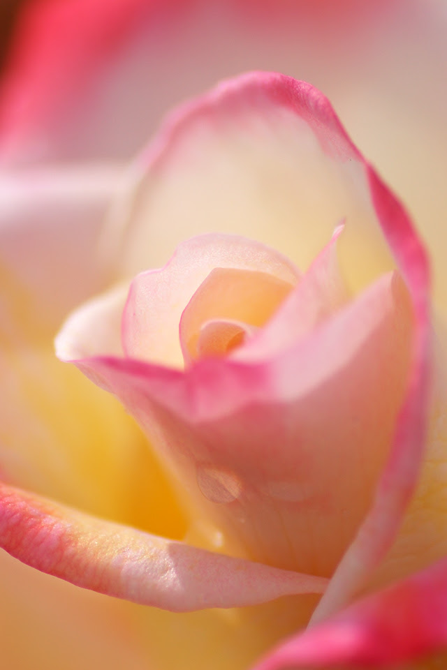 Free Iphone 4s Wallpaper Flower 薔薇 バラ Rose Iphone 壁紙館