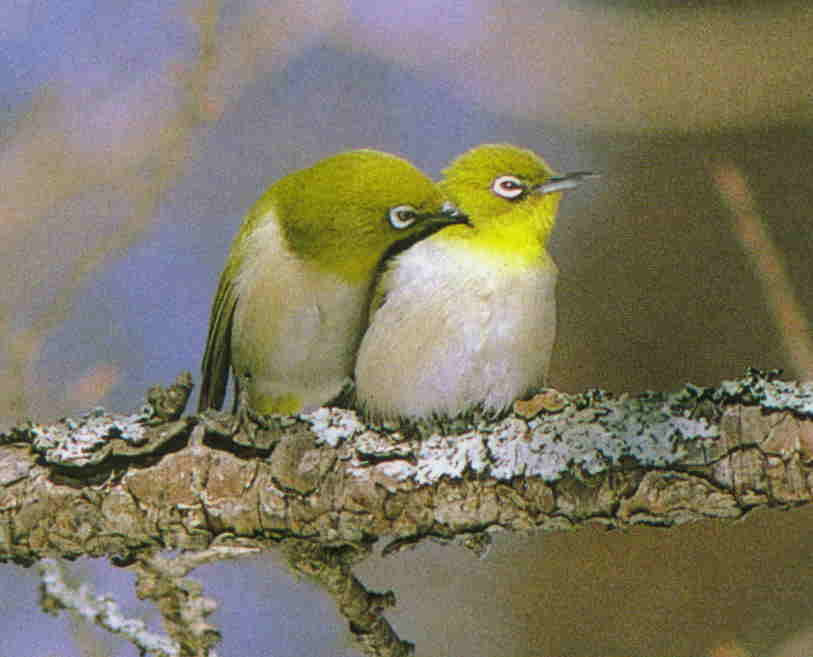 ウグイスとメジロの色の違いって分かりますか