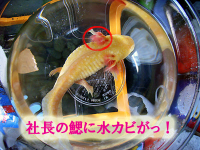 Biotope ミズムシ更に水カビ