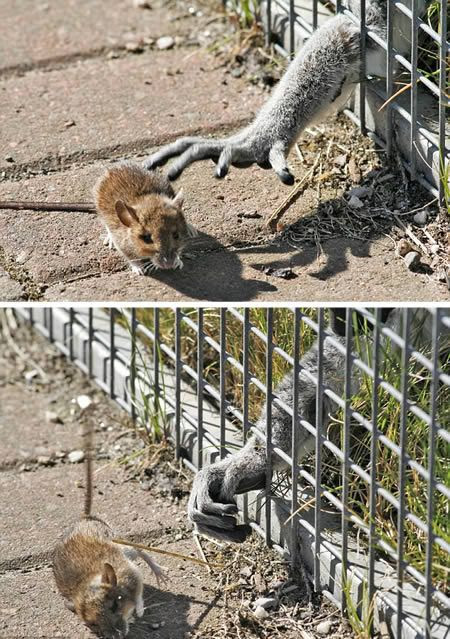 AnimalAttack