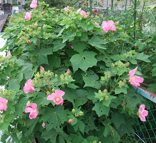 この花の名前なんていうの 手のひらのような大きな葉にピンクの5弁花 フヨウ