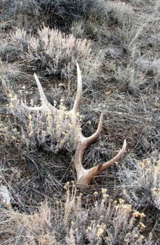 How To Build A Shed Antler Trap Shed Plans PDF Download | cuomocrf