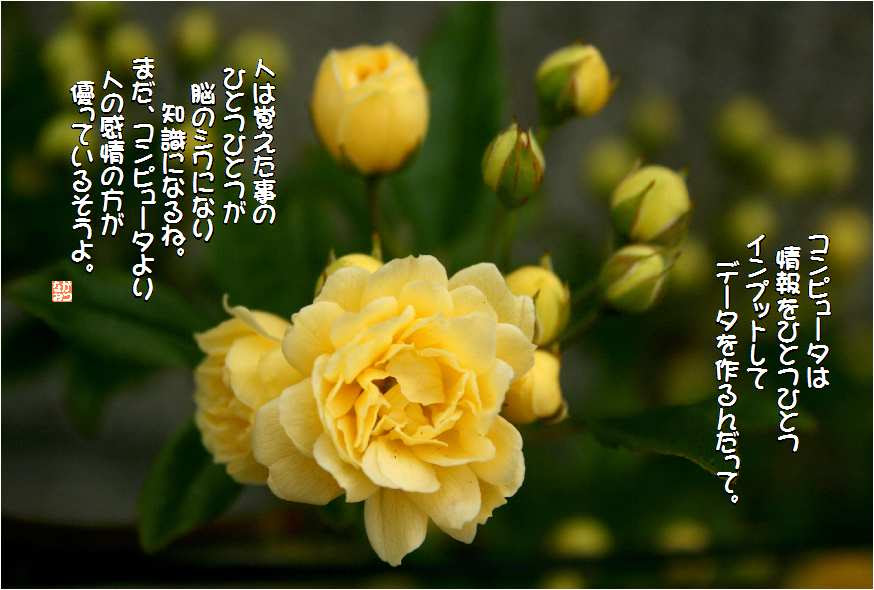 No 138 黄薔薇 花言葉 変わらぬ友情 あなたをかげながら応援しています なおかつ フォトエッセイ