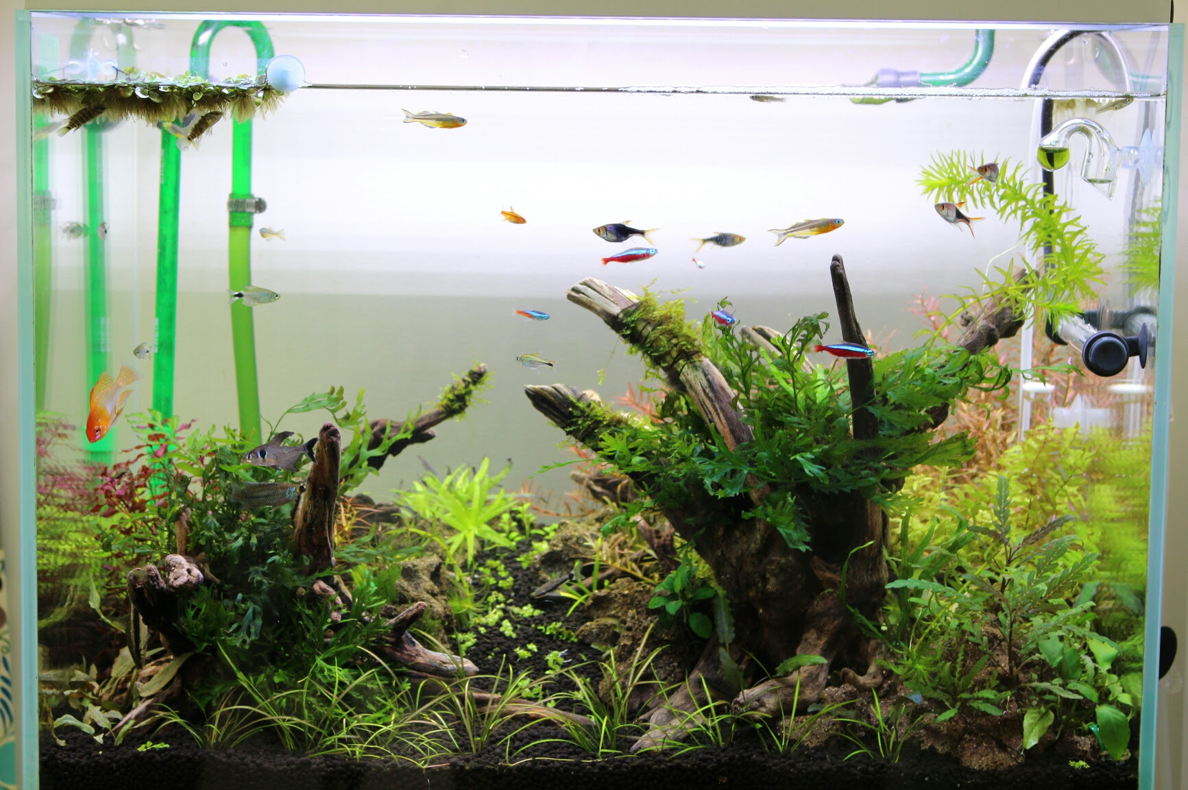 のほほん眺める水草水槽 また増えました 生体も水槽もw