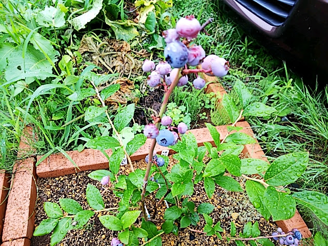 ブルーベリー もうはたらくなレーキを投げろ