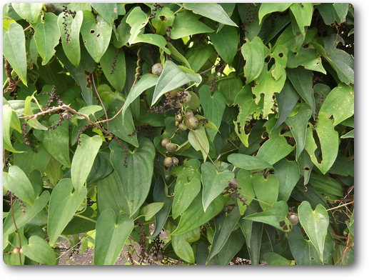 自然薯 岐阜 各務原で人気の甘いとうもろこしと各務原市で人気の野菜ジエラート
