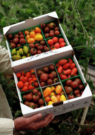 Specialty cherry tomatoes grown at Viridis Aquaponics in Watsonville ...