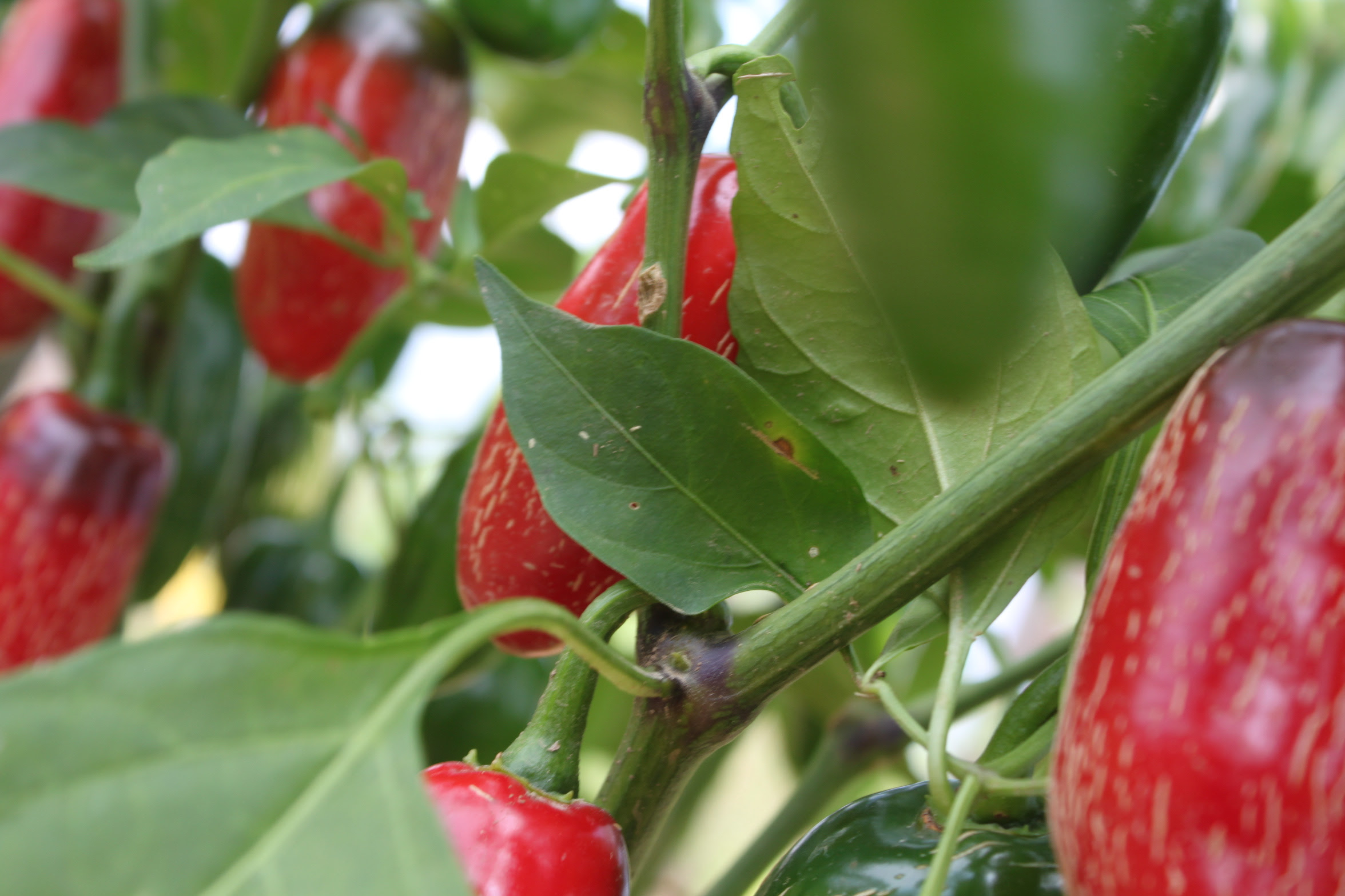 Blessed Community Garden Pick A Peck Of Pickled Peppers