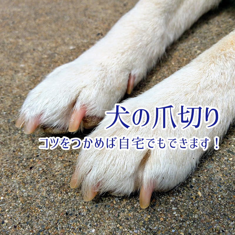 犬の爪切りは必要 自宅でのやり方や自分で出来ない場合の対処法は 犬の総合情報サイト ペットスマイルニュースforワンちゃん