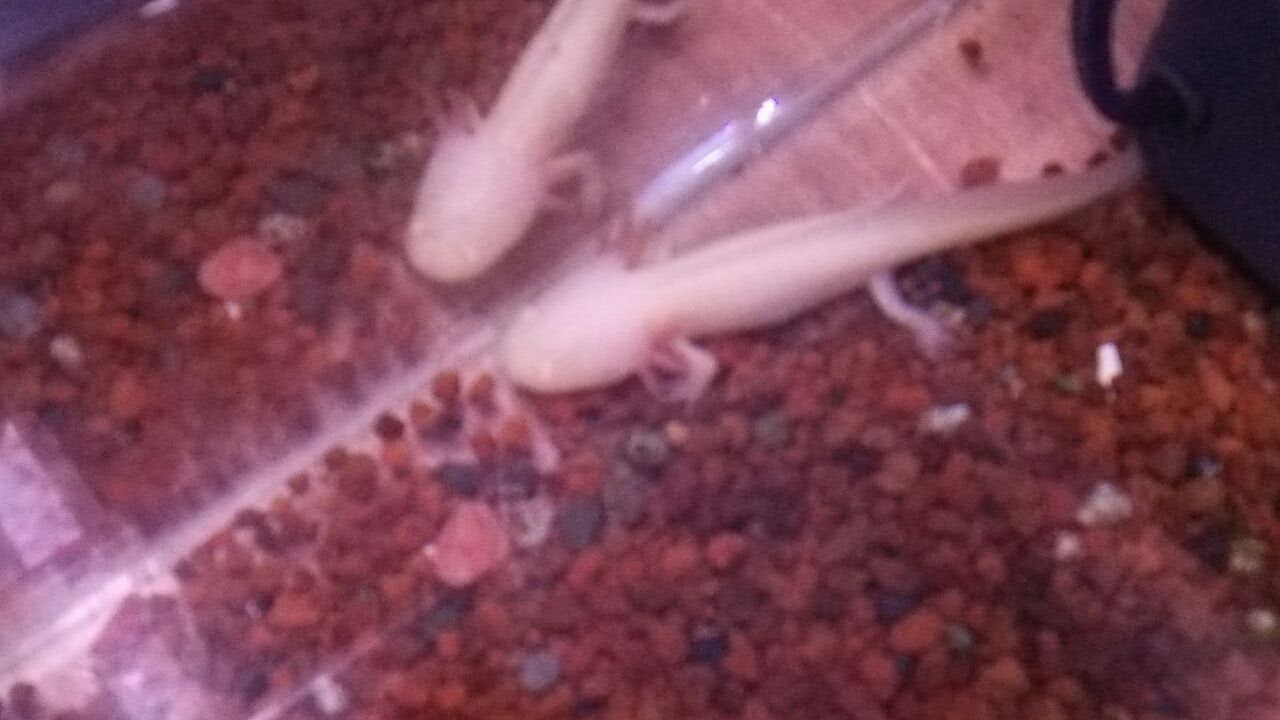 ウーパールーパーくんだよ 淡水魚 海水魚のパイオニア 日海センター 日海フィッシュコム